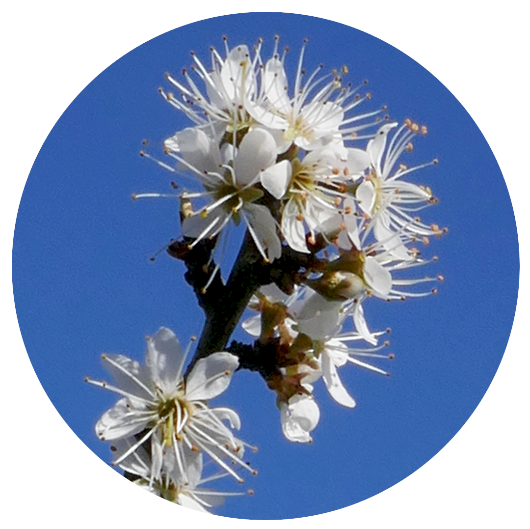 an end of branch cluster of white blossoms, blackthorn, against a blue sky