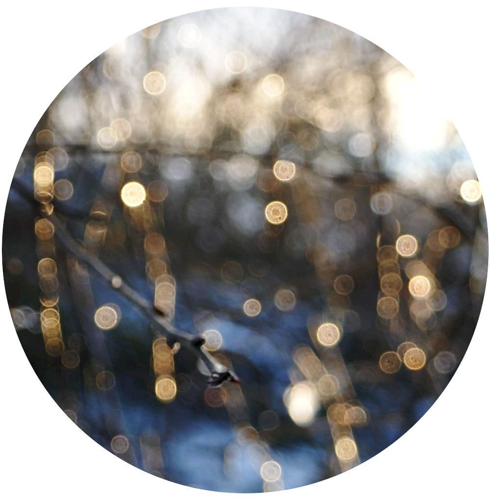 in parts decorative, an out of focus image of a birch branch and trees beyond in winter with ice and water droplets back lit by rising sun, so lots of golden bokeh dotted and hanging in vertical line. gold and cool blue is the general colour