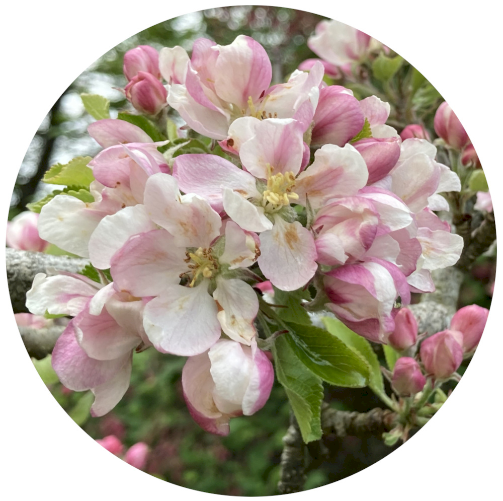 a round image of a cluster of apple blossom and buds in pink and white, with a few leaves showing